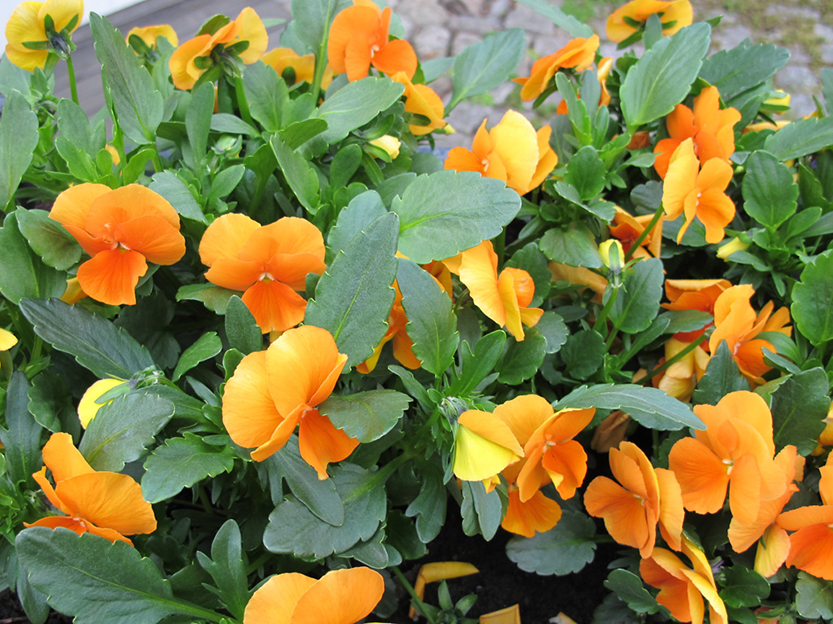 %_tempFileNameIMG_0763%