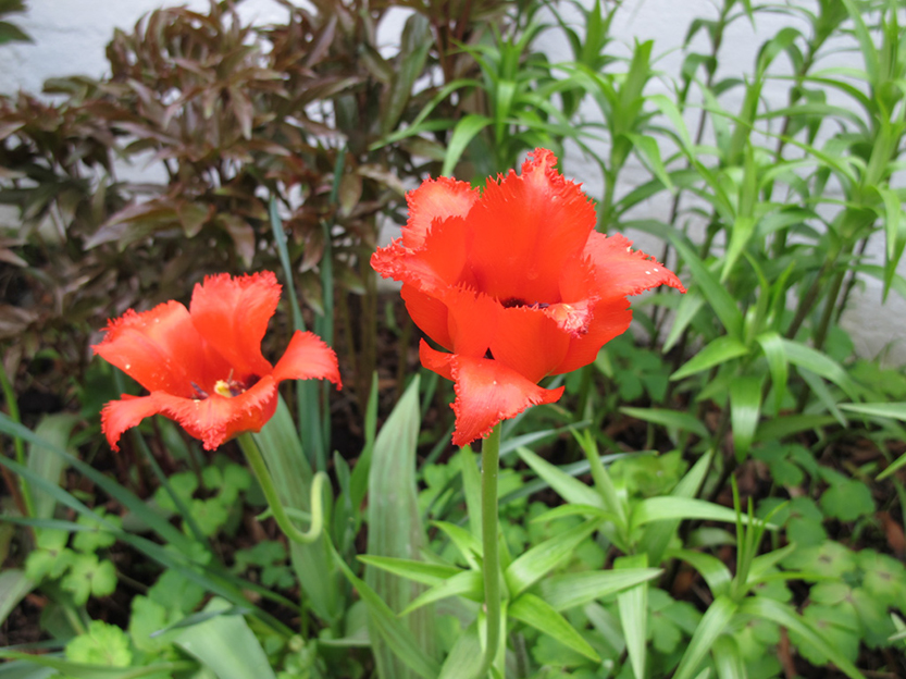 %_tempFileNameIMG_0765%