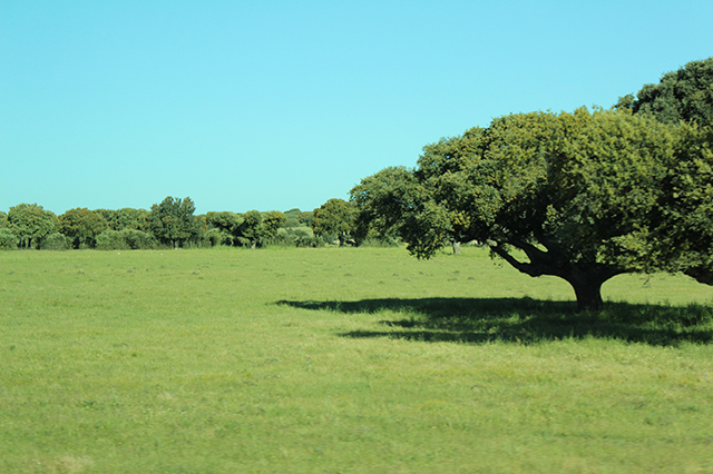 %_tempFileNameIMG_2694%