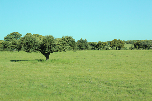 %_tempFileNameIMG_2700%